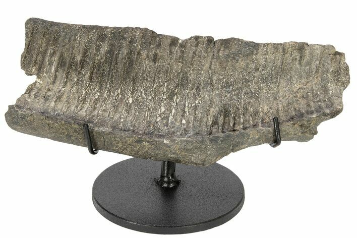 Hadrosaur (Hypacrosaurus) Jaw Section with Stand - Montana #227715